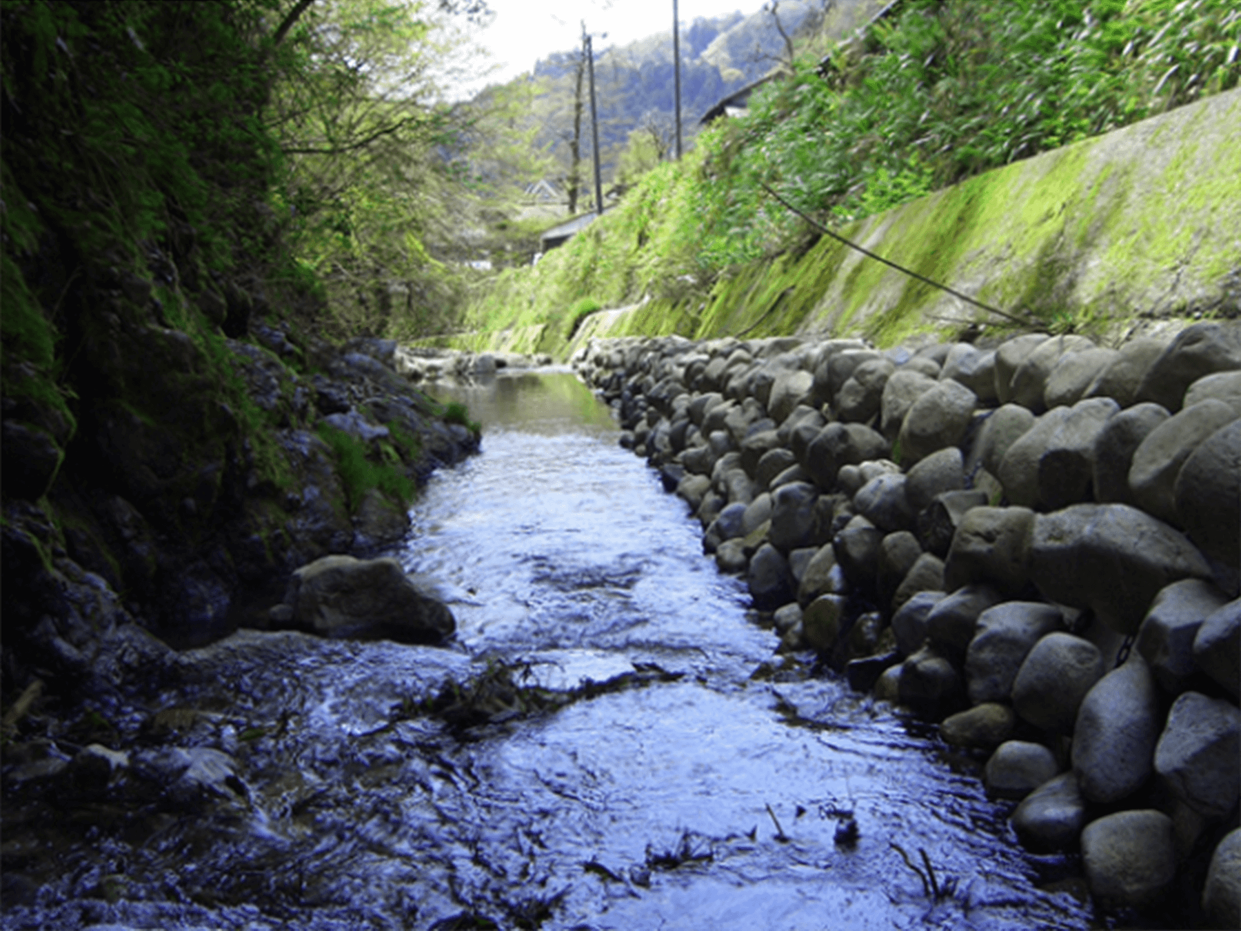 01 連鎖ストーンによる事例：河川 [滋賀県 大杉川]