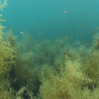 漁礁·藻場造成の事例